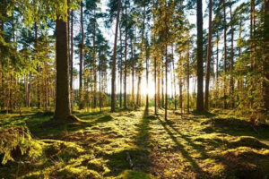 forest